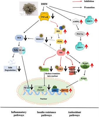 Molecular Mechanism Underlying the Regulatory Effect of Vine Tea on Metabolic Syndrome by Targeting Redox Balance and Gut Microbiota